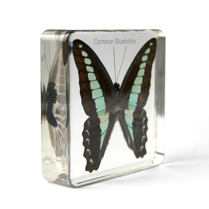 MINI BEASTS INSECTS AND SPIDERS (LARGE SET) | Educational Toys