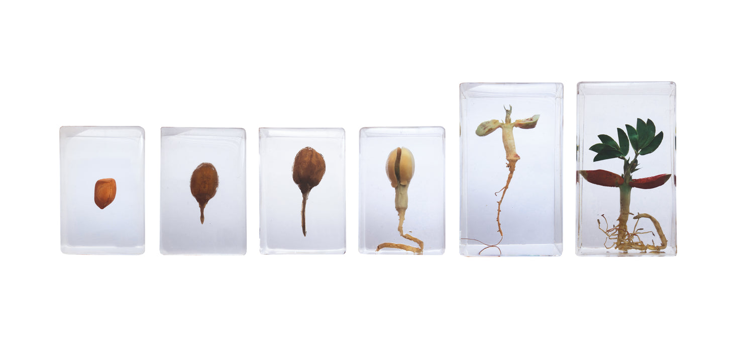 Peanut Life Cycle - Nature and Science