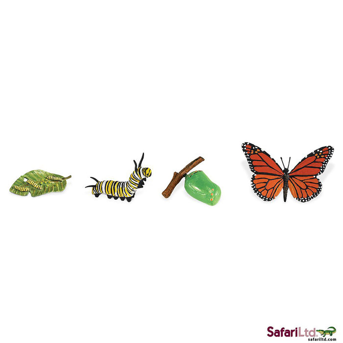 Safari Life Cycle of a Monarch Butterfly